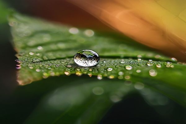 ตัวอย่างสไตล์ Macro Photography